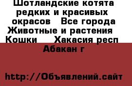 Шотландские котята редких и красивых  окрасов - Все города Животные и растения » Кошки   . Хакасия респ.,Абакан г.